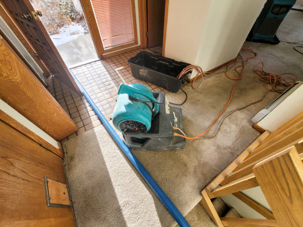 Best Professional water damage repair  in Dexter, NM
