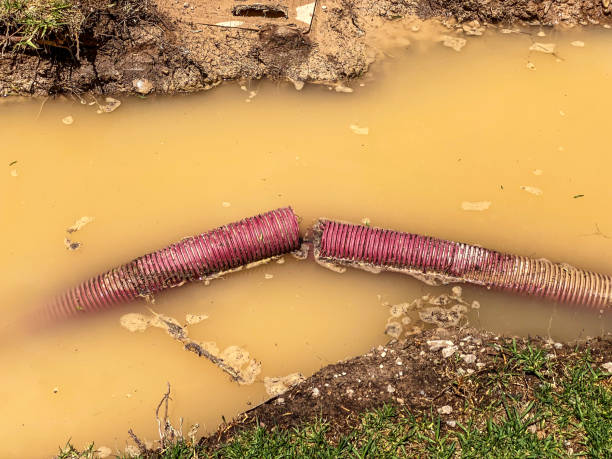 Best Water damage cleanup near me  in Dexter, NM